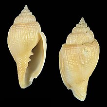 Shell Ceratoxancus lorenzi.jpg 