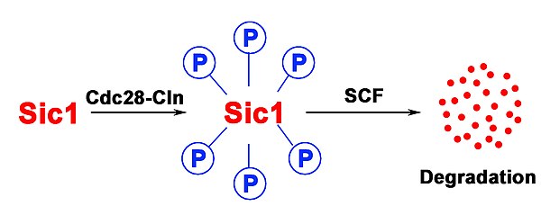 Fig. 2 The first step of the degradation of Sic1 is its phosphorylation by Cdc28-Cln followed by the degradation through SCF. Sic1 fig2 eng.jpg