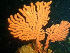 Sinuous sea fan