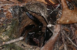 Goldstreifen-Vogelspinne: Merkmale, Verbreitung und Lebensräume, Lebensweise