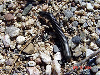 <span class="mw-page-title-main">Atopetholidae</span> Family of millipedes