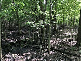 A preserved section of the Great Black Swamp off the Slippery Elm trail. (Image and Text: Mbrickn)