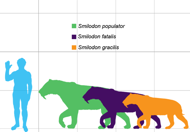 smilodon populator size comparison