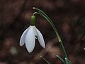 * Nomination Delicate beauty of the snowdrop (Galanthus nivalis).-- Famberhorst 17:42, 7 March 2014 (UTC) * Decline Dark, not quite in focus. --Mattbuck 16:47, 14 March 2014 (UTC)