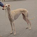 Spanish Greyhound, Smooth, cream