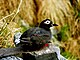 SpectacledGuillemot.jpg