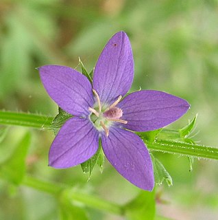 <i>Triodanis perfoliata</i> Species of flowering plant