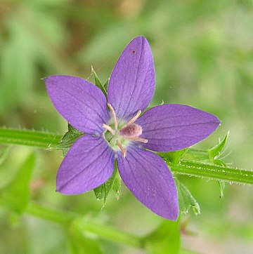 Triodanis perfoliata