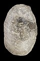 * Nomination A Cretaceous seashell, Sphenoceramus patootensis --Llez 06:46, 23 February 2022 (UTC) * Promotion  Support Good quality. --Ermell 09:51, 23 February 2022 (UTC)