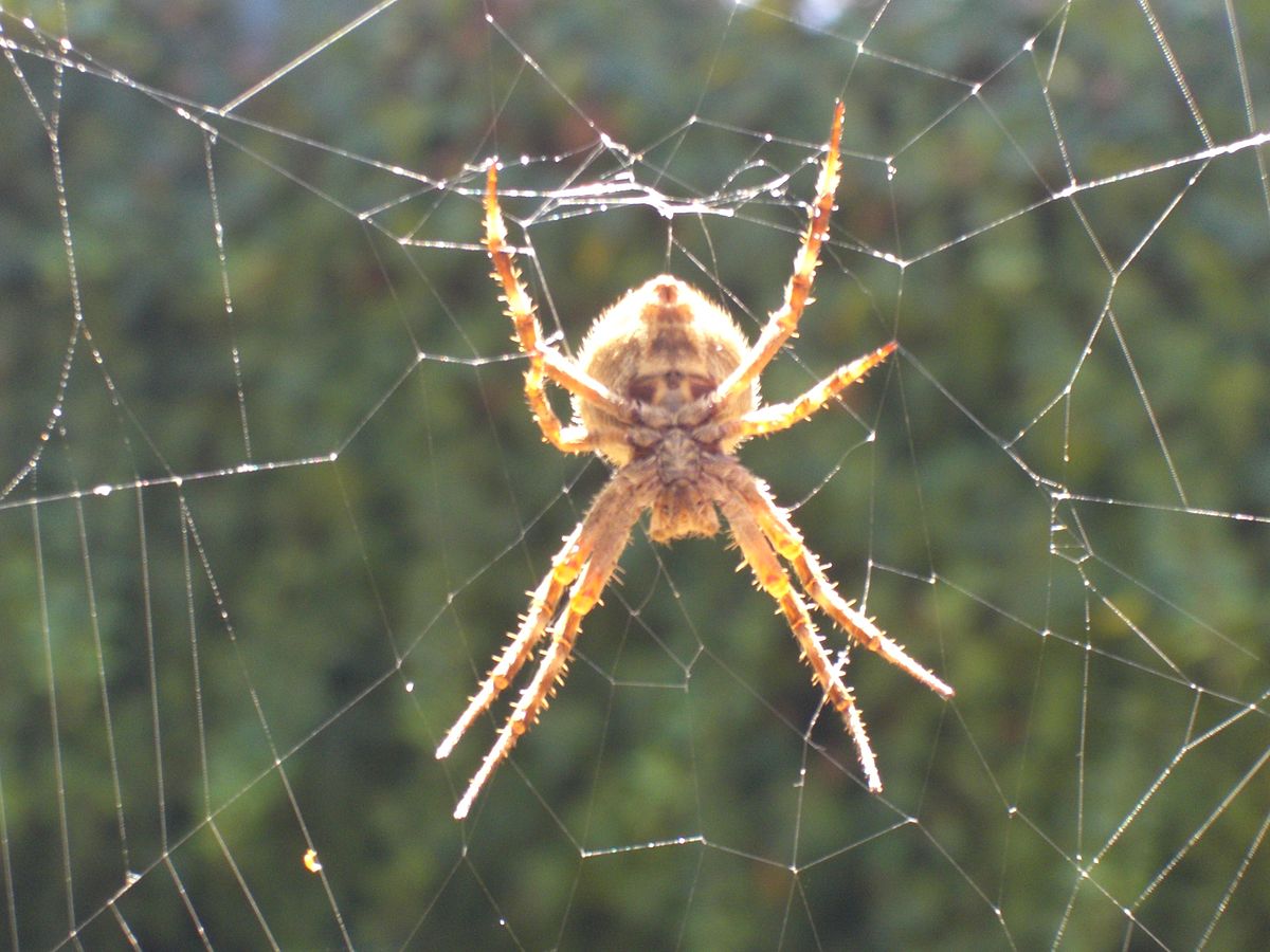 File:Common house spider and web.JPG - Wikipedia