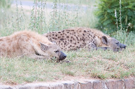 Pair of spotted hyenas at White River, Mpumalanga. Note the great degree of individual variation in fur colour, which was once used as a basis for separating the species into various subspecies.