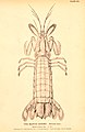 Image 7Squilla empusa, a mantis shrimp (from Malacostraca)