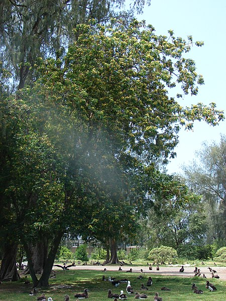 File:Starr-080531-4741-Albizia lebbeck-habit-Midway Mall Sand Island-Midway Atoll (24543053209).jpg