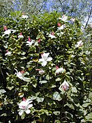 Hibiscus waimeae （ハワイ）