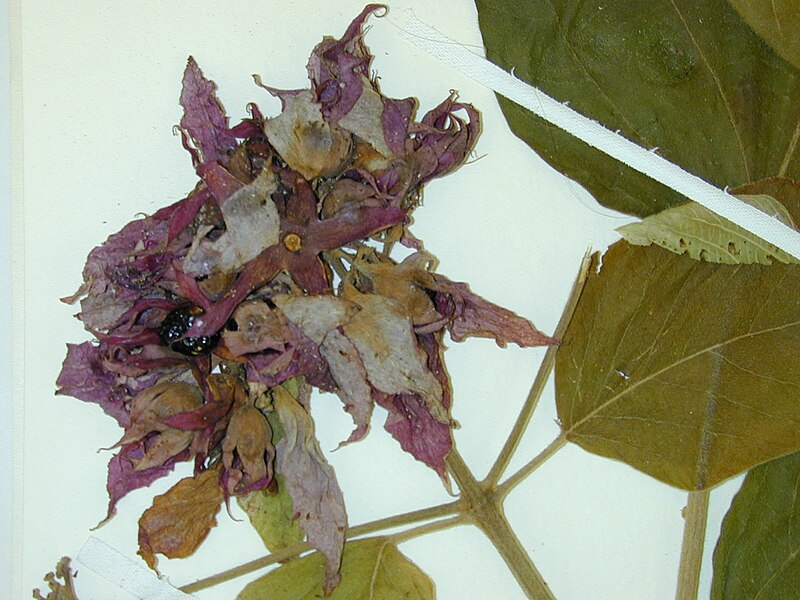 File:Starr 020719-0002 Clerodendrum macrostegium.jpg