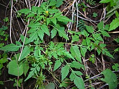 Description de l'image Starr_041229-2772_Bidens_cynapiifolia.jpg.