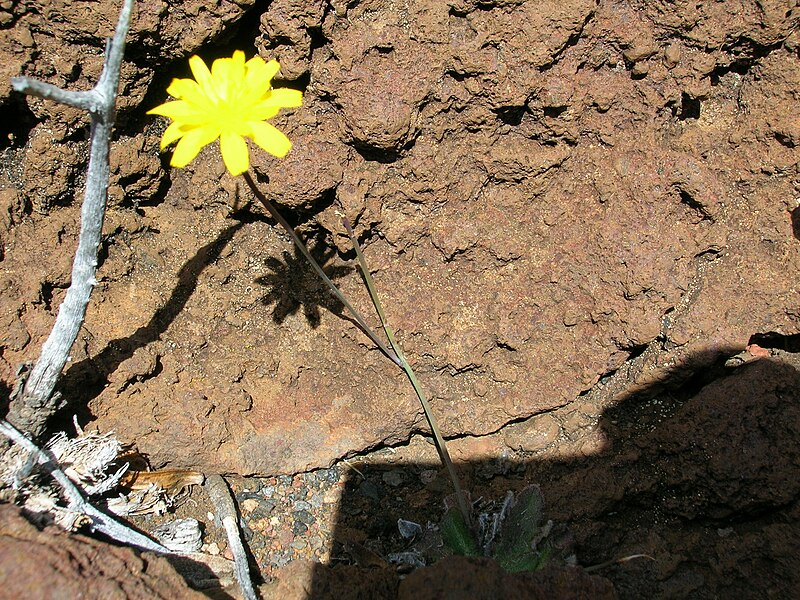 File:Starr 051202-5617 Hypochoeris radicata.jpg