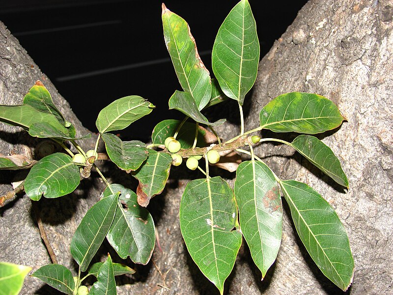 File:Starr 070727-7679 Ficus nota.jpg