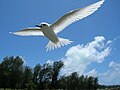 Gygis alba in flight (cat.)