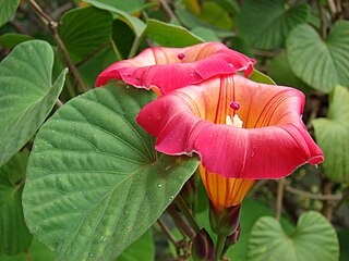 <i>Stictocardia</i> Genus of flowering plants