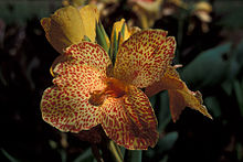 Starr 980528-4106 Canna x generalis.jpg