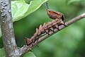 Stauropus fagi larva