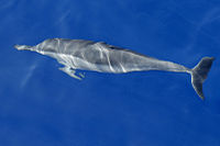 long snouted spinner dolphin