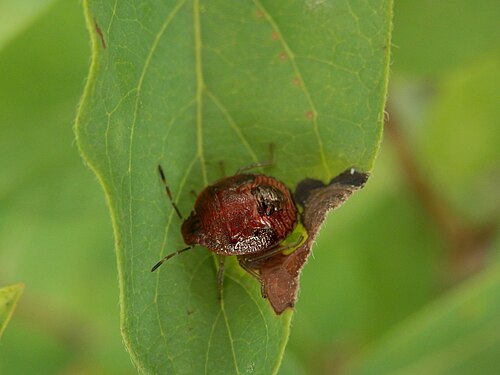 Typical Bug (Suborder: Heteroptera)