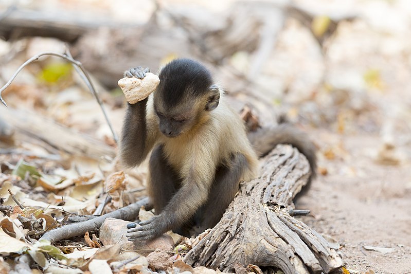 File:Stone tool use by a capuchin monkey.jpg
