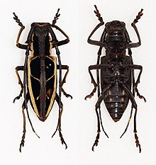 Stratioceros princeps (15971196296).jpg