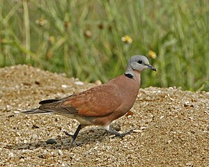 Tourterelle À Tête Grise: Espèces d'oiseaux