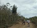 Sub-tropical dry forest vieques.jpg