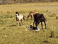 English: For no apparent reason, the other horses suddenly tried to push the mother away from the colt. He couldn't stand up yet, so she stood her ground. Deutsch: Ohne erkennbaren Grund, versuchten die anderen Pferde plötzlich, die Mutter vom Fohlen wegzuschieben. Es konnte noch nicht aufstehen, deshalb hielt sie stand.