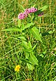 Flowering plant