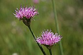 Caulorhizideum: A. validum Swamp onions Allium validum closeup.jpg