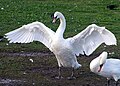 Um cisne-branco abrindo suas asas.