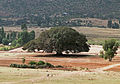 Mkuyu (Ficus sycomorus)