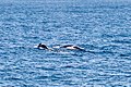 Sydney (AU), Pacific Ocean, Humpback Whales -- 2019 -- 3273.jpg