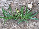 Symphyotrichum-kentuckiense-iNaturalist-194133054.jpg