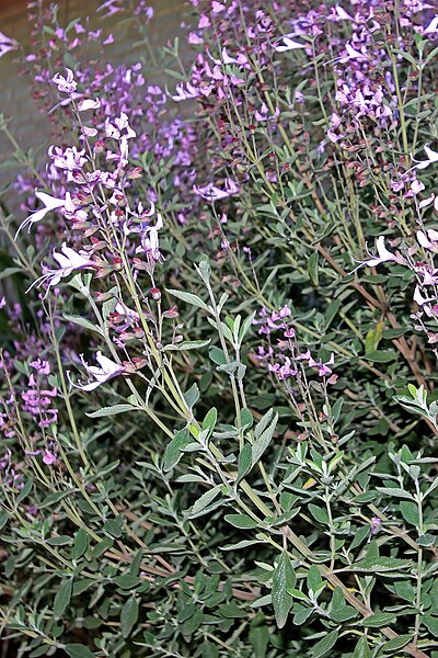 File:Syncolostemon rugosifolius 50D 2137.jpg