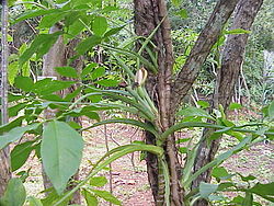 Syngonium podophyllum2.jpg