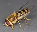 Syrphus vitripennis