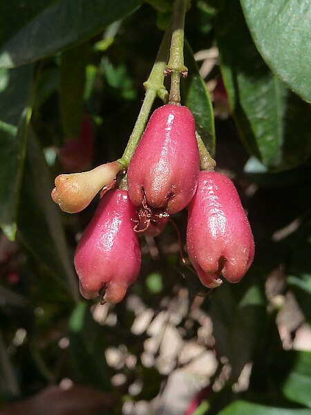 File:Syzygium australe - 2.jpg