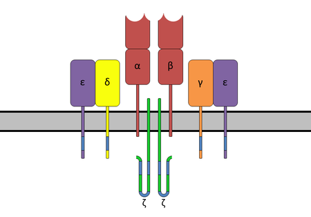 CD3