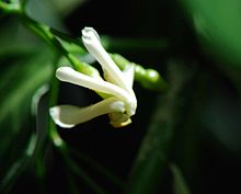 Tabernaemontana citrifolia Mart.jpg