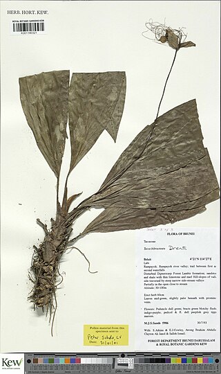 <i>Tacca bibracteata</i> Species of plant
