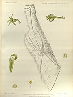 plate 324 Taeniophyllum retrospiculatum