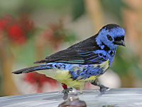 Tanager, Turquoise Tangara mexicana