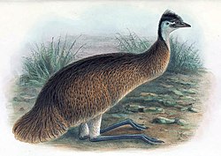 Tasmanian Emu.jpg