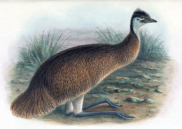 Description de l'image Tasmanian Emu.jpg.